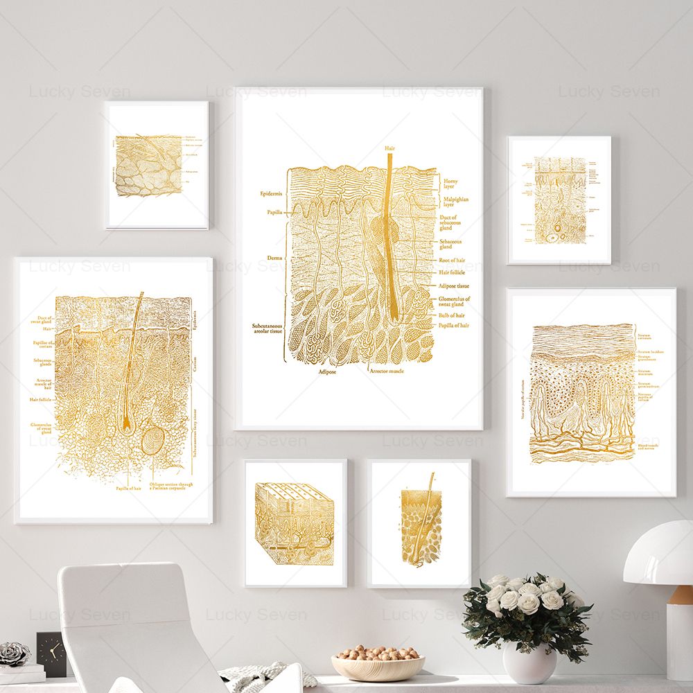 Skin Care Anatomy Posters Diss - Skincare Ls review and price